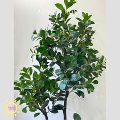 Cây giả Premium Cây Hạnh Phúc cao 2m