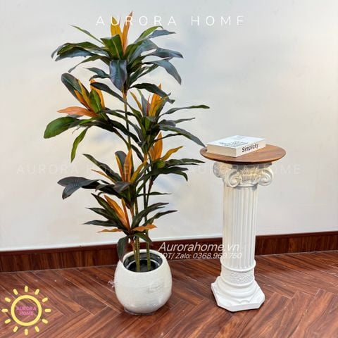 Cây huyết dụ cây hoa sắt đỏ cao cấp