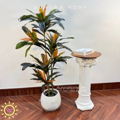 Cây huyết dụ cây hoa sắt đỏ cao cấp