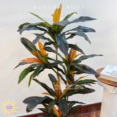 Cây huyết dụ cây hoa sắt đỏ cao cấp