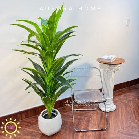 Cây huyết dụ cây gỗ Brazil xanh cao cấp