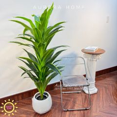 Cây huyết dụ cây gỗ Brazil xanh cao cấp