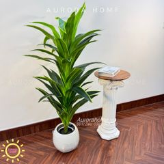 Cây huyết dụ cây gỗ Brazil xanh cao cấp