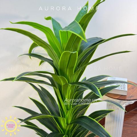 Cây huyết dụ cây gỗ Brazil xanh cao cấp