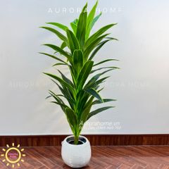 Cây huyết dụ cây gỗ Brazil xanh cao cấp