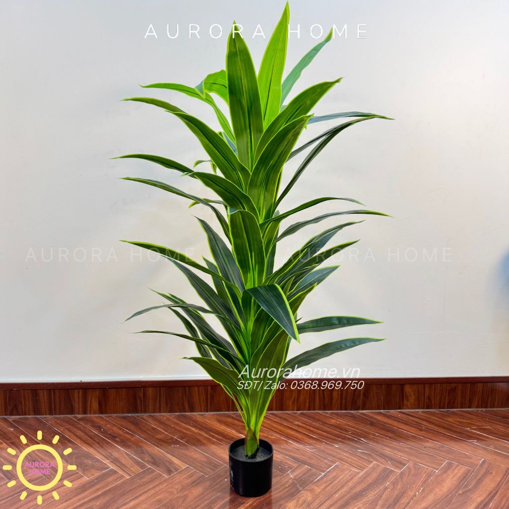 Cây huyết dụ cây gỗ Brazil xanh cao cấp