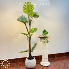 Cây giả Premium cây Monstera lá xẻ thân đẹp