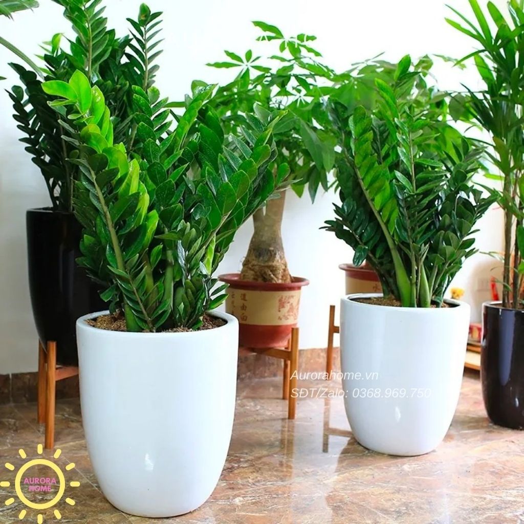 Cây kim tiền trang trí