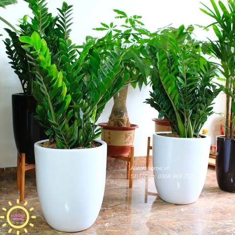 Cây kim tiền trang trí