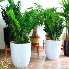 Cây kim tiền trang trí