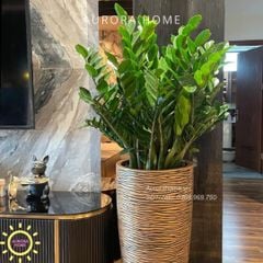 Cây kim tiền trang trí