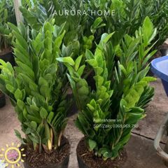 Cây kim tiền trang trí