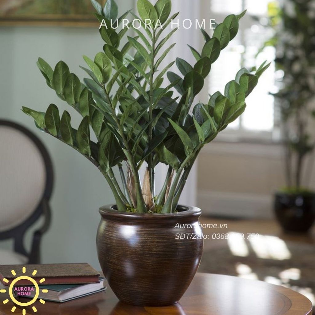 Cây kim tiền trang trí