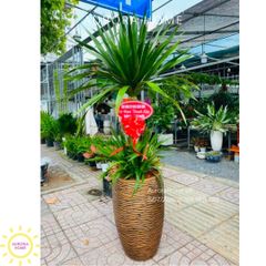 Cây Phát tài núi