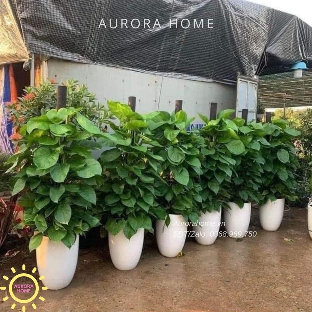 Cây trầu bà leo cột