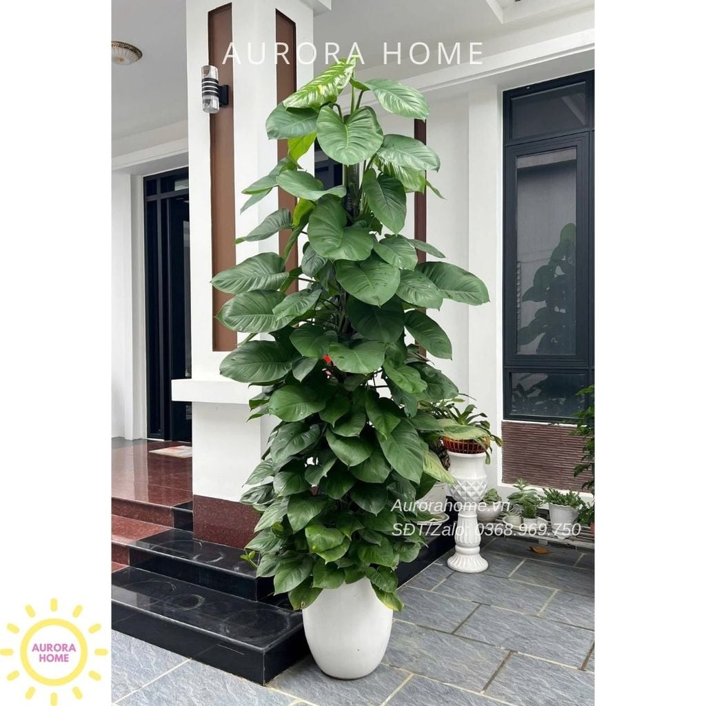 Cây trầu bà leo cột