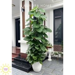 Cây trầu bà leo cột