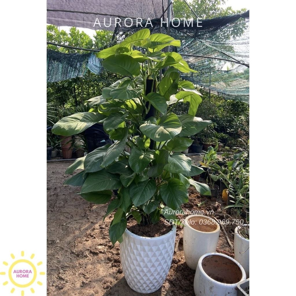 Cây trầu bà leo cột