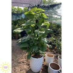 Cây trầu bà leo cột