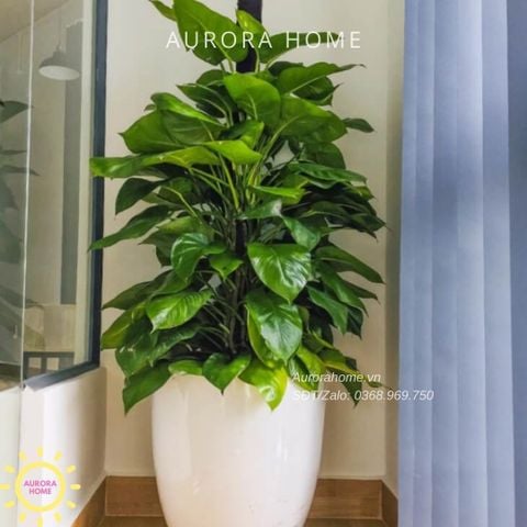 Cây trầu bà leo cột