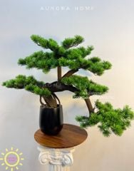 Chậu cây tùng bonsai thiết kế phong cách Nhật (Mẫu 6)
