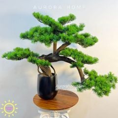 Chậu cây tùng bonsai thiết kế phong cách Nhật (Mẫu 6)