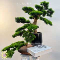 Chậu cây tùng bonsai thiết kế phong cách Nhật (Mẫu 7)