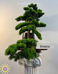 Chậu cây tùng bonsai thiết kế phong cách Nhật (Mẫu 7)