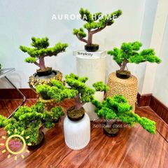 Cây tùng bonsai Mini để bàn (Mẫu 4)