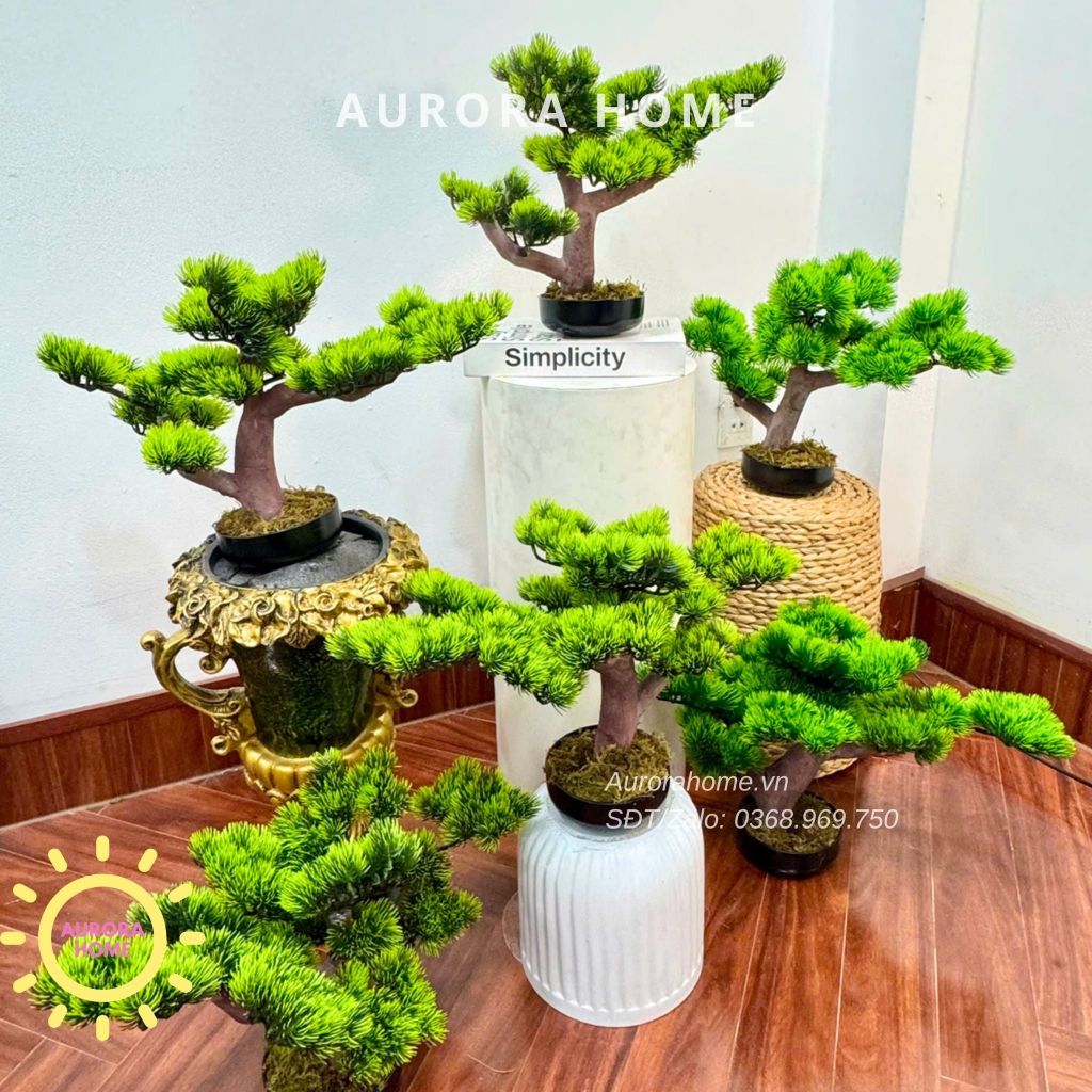 Cây tùng bonsai Mini để bàn (Mẫu 4)