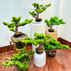Cây tùng bonsai Mini để bàn (Mẫu 4)