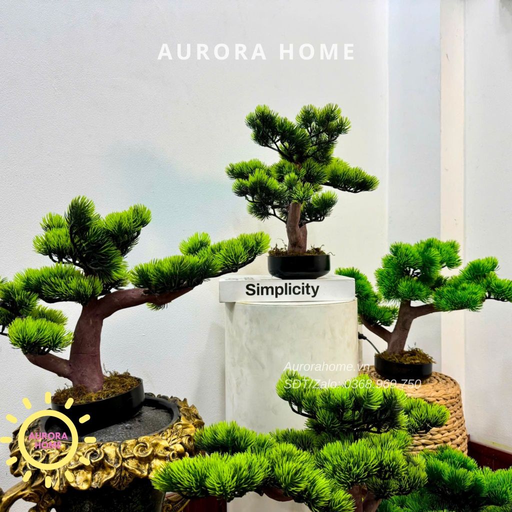 Cây tùng bonsai Mini để bàn (Mẫu 4)