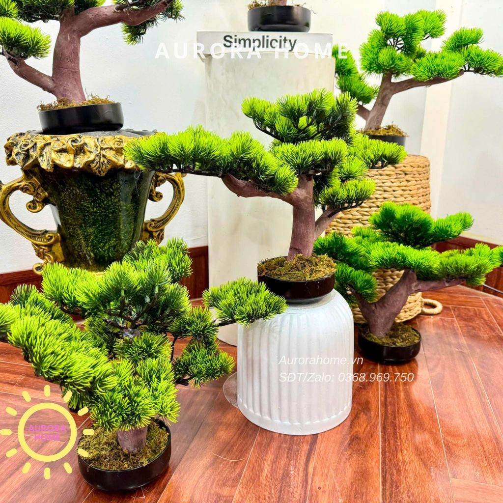 Cây tùng bonsai Mini để bàn (Mẫu 4)