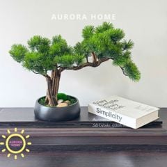 Cây tùng bonsai Mini để bàn (Mẫu 2)