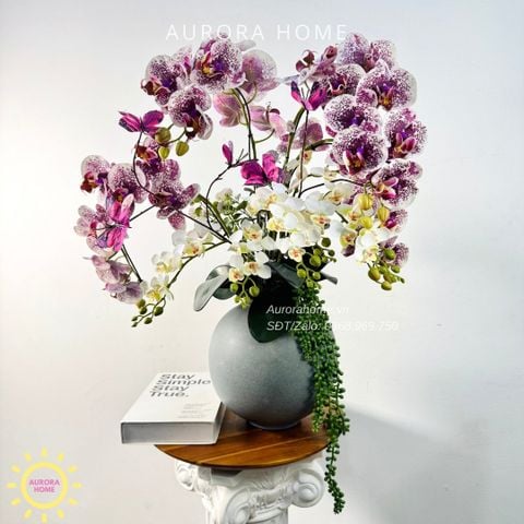 Chậu hoa lan hồ điệp Trầm Tĩnh