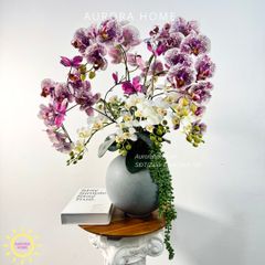 Chậu hoa lan hồ điệp Trầm Tĩnh