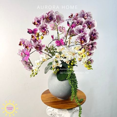 Chậu hoa lan hồ điệp Trầm Tĩnh