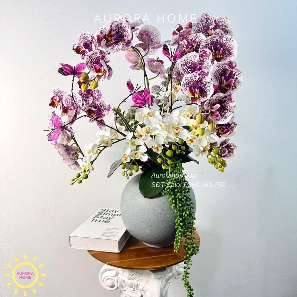 Chậu hoa lan hồ điệp Trầm Tĩnh