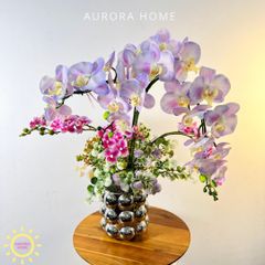 Chậu hoa lan hồ điệp Mộng Thanh