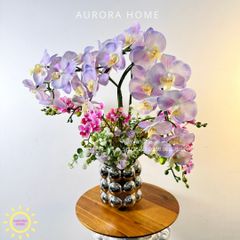 Chậu hoa lan hồ điệp Mộng Thanh