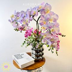 Chậu hoa lan hồ điệp Mộng Thanh