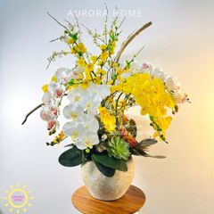 Chậu hoa lan hồ điệp Kim Cang