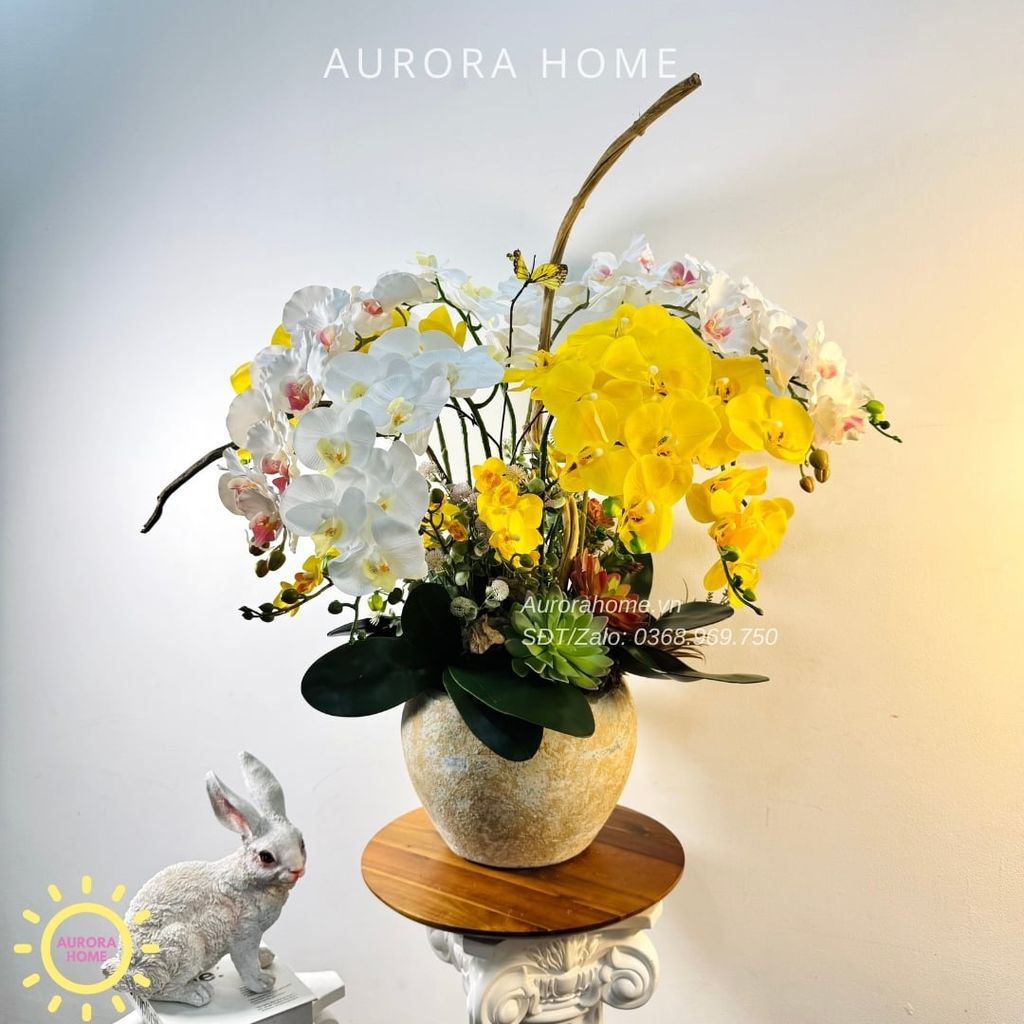 Chậu hoa lan hồ điệp Kim Cang