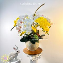 Chậu hoa lan hồ điệp Kim Cang