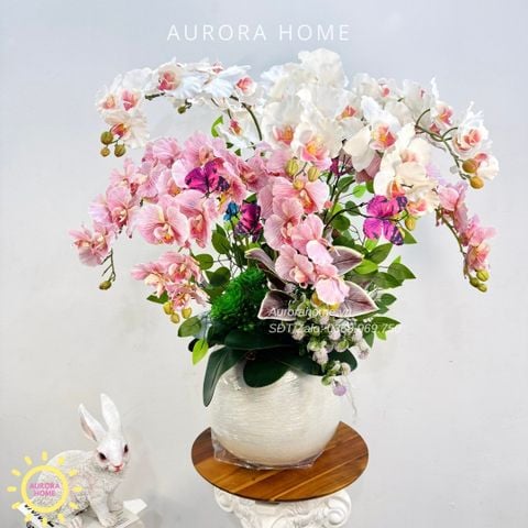 Chậu hoa lan hồ điệp Sắc Xuân Rực Rỡ