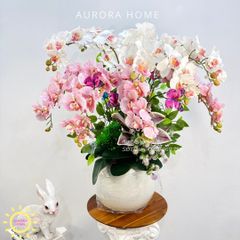 Chậu hoa lan hồ điệp Sắc Xuân Rực Rỡ