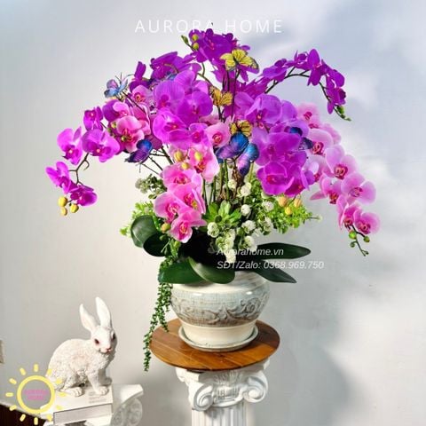 Chậu hoa lan hồ điệp Mộng Uyển