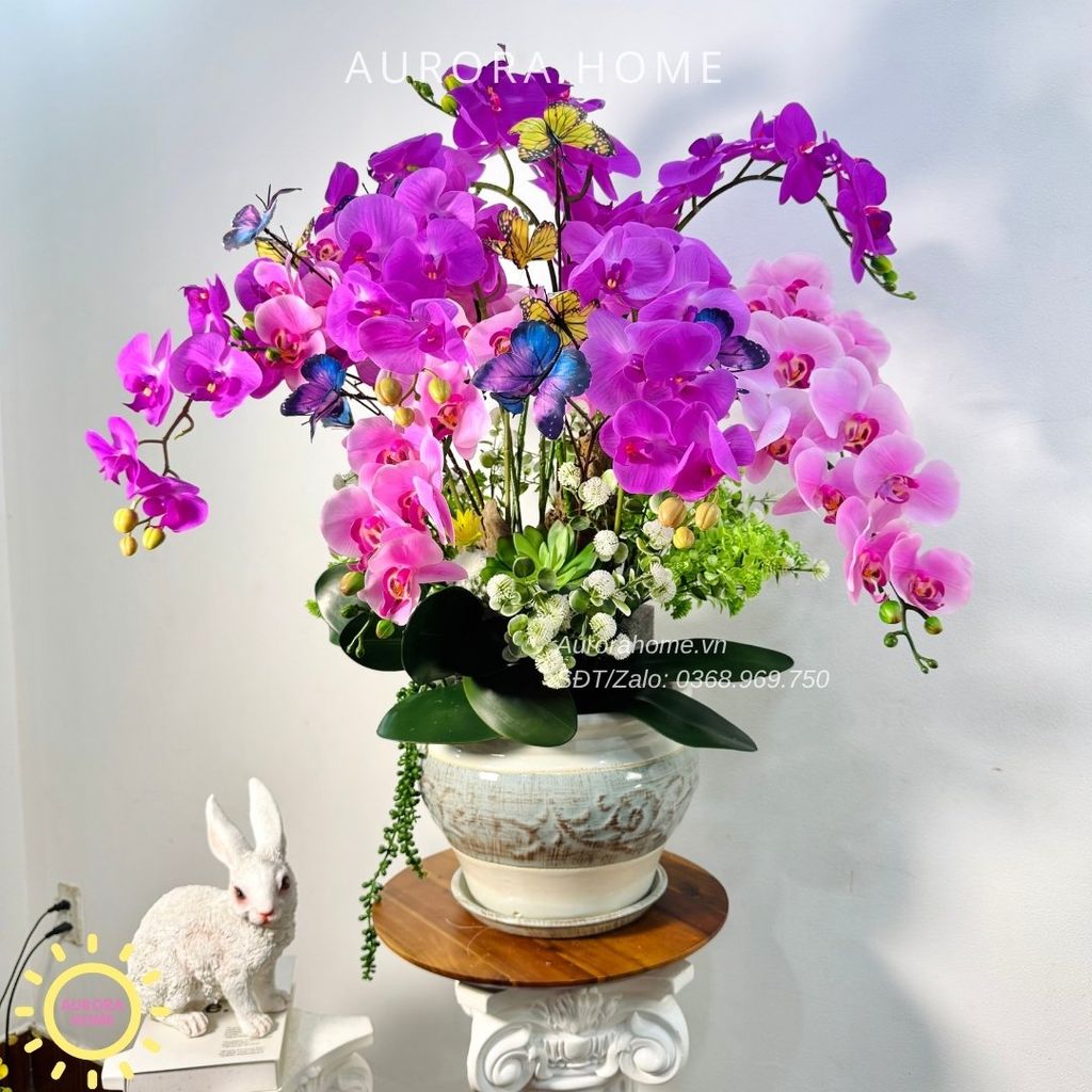 Chậu hoa lan hồ điệp Mộng Uyển