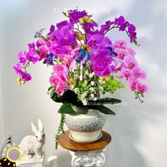 Chậu hoa lan hồ điệp Mộng Uyển