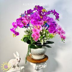 Chậu hoa lan hồ điệp Mộng Uyển